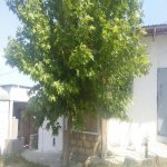 Satılır Obyekt, Saray, Abşeron rayonu 1