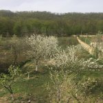 Kirayə (günlük) 3 otaqlı Həyət evi/villa Quba 13