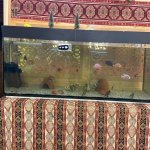 Kirayə (aylıq) Obyekt, Suraxanı rayonu 9