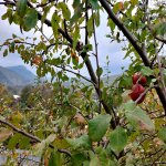 Satılır 2 otaqlı Həyət evi/villa İsmayıllı 11