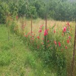 Kirayə (aylıq) 4 otaqlı Həyət evi/villa Qusar 14