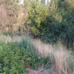 Satılır Torpaq Şamaxı 8