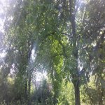 Satılır 3 otaqlı Bağ evi Şamaxı 6
