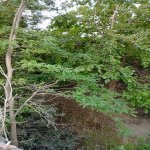 Satılır Torpaq, Koroğlu metrosu, Sabunçu qəs., Sabunçu rayonu 4