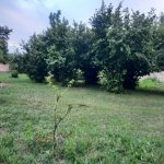 Satılır Torpaq Qəbələ 3