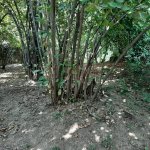 Satılır Torpaq Qax 15