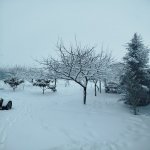 Kirayə (günlük) 3 otaqlı Həyət evi/villa İsmayıllı 5