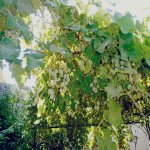 Kirayə (aylıq) 5 otaqlı Bağ evi, Novxanı, Abşeron rayonu 6