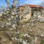 Kirayə (aylıq) 4 otaqlı Bağ evi, Novxanı, Fresco market Novxanı, Abşeron rayonu 12