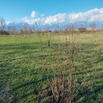 Satılır Torpaq Oğuz 8