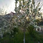 Kirayə (aylıq) 4 otaqlı Həyət evi/villa, Goradil, Abşeron rayonu 5