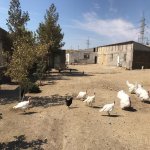 Satılır Torpaq, Qobu, Abşeron rayonu 15