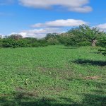 Satılır Torpaq Qəbələ 1