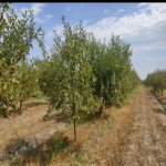 Satılır Torpaq Xaçmaz 10