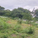 Satılır Torpaq Qəbələ 4