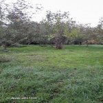 Satılır 5 otaqlı Həyət evi/villa İsmayıllı 3