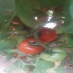 Продажа Участок, Зиря, Хязяр район 8