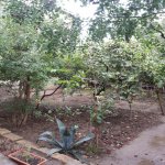 Satılır 8 otaqlı Həyət evi/villa, Binəqədi qəs., Binəqədi rayonu 5