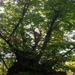 Продажа Участок Гябяля 7