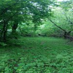 Satılır 3 otaqlı Bağ evi Qəbələ 6