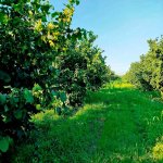 Satılır Torpaq Xaçmaz / Xudat 2