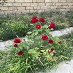 Satılır 6 otaqlı Həyət evi/villa Qəbələ 22