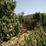 Satılır 3 otaqlı Bağ evi, Binə qəs., Xəzər rayonu 14