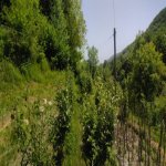 Satılır 3 otaqlı Həyət evi/villa İsmayıllı 9