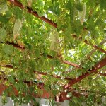 Satılır 3 otaqlı Həyət evi/villa, Maştağa qəs., Sabunçu rayonu 13