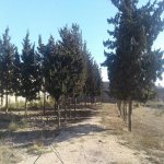 Satılır Torpaq, Şüvəlan, Xəzər rayonu 10