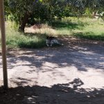 Satılır Torpaq, Hökməli, Abşeron rayonu 16