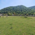 Satılır Torpaq Qəbələ 1