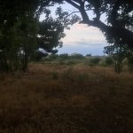 Satılır Torpaq, Maştağa qəs., Sabunçu rayonu 8