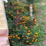 Kirayə (aylıq) 4 otaqlı Bağ evi, Mərdəkan, Xəzər rayonu 18