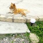Kirayə (günlük) 3 otaqlı Həyət evi/villa Qusar 4