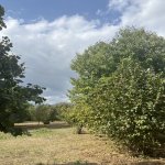 Satılır Torpaq Qəbələ 3