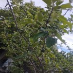 Аренда 1 комнатная Дача, пос. Пиршаги, Сабунчу район 5