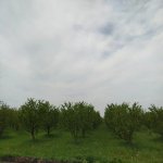Satılır Torpaq Quba 3
