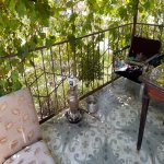 Kirayə (aylıq) 6 otaqlı Bağ evi, Fatmayi, Abşeron rayonu 10