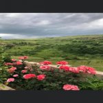Satılır 4 otaqlı Həyət evi/villa Şamaxı 19