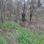 Продажа Участок, Ахмедли, Хетаи район 4