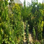 Satılır 5 otaqlı Həyət evi/villa Şamaxı 5