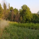 Satılır Torpaq Şamaxı 2