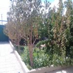 Satılır 3 otaqlı Həyət evi/villa, Binə qəs., Xəzər rayonu 4