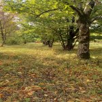 Satılır Torpaq Qəbələ 1