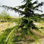 Продажа Объект, Туркян, Хязяр район 9