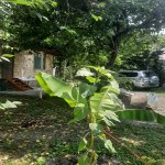 Kirayə (günlük) 3 otaqlı Həyət evi/villa Qəbələ 4