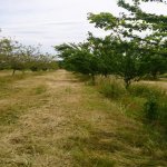 Продажа Участок Гябяля 7