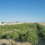 Продажа Участок, Зиря, Хязяр район 4