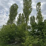 Satılır Torpaq Gəncə 5